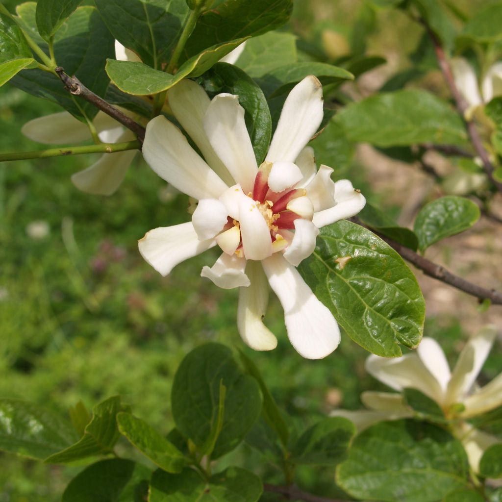 Calycanthus raulstonii Venus - Árbol de las anémonas