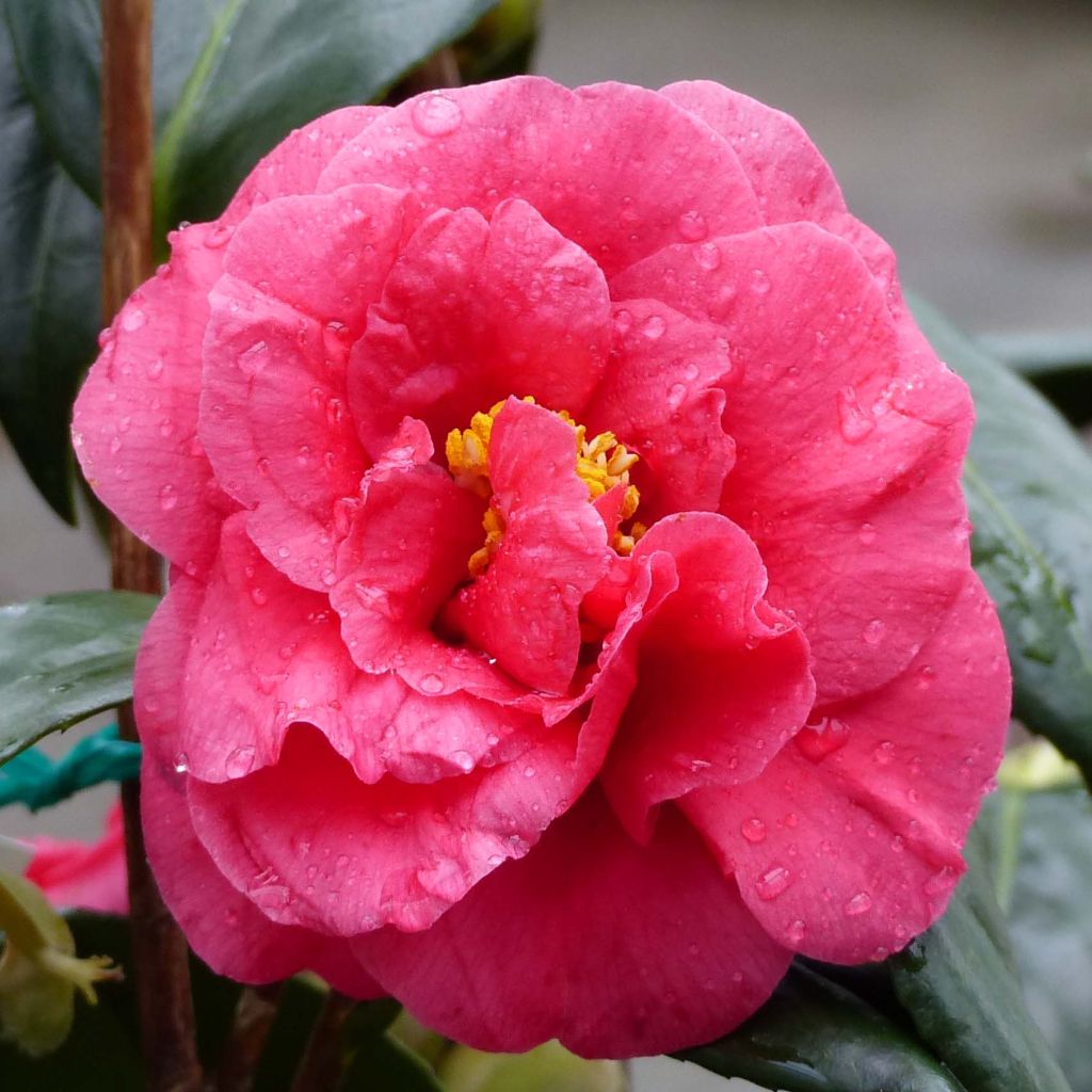 Camellia japonica Adolphe Audusson