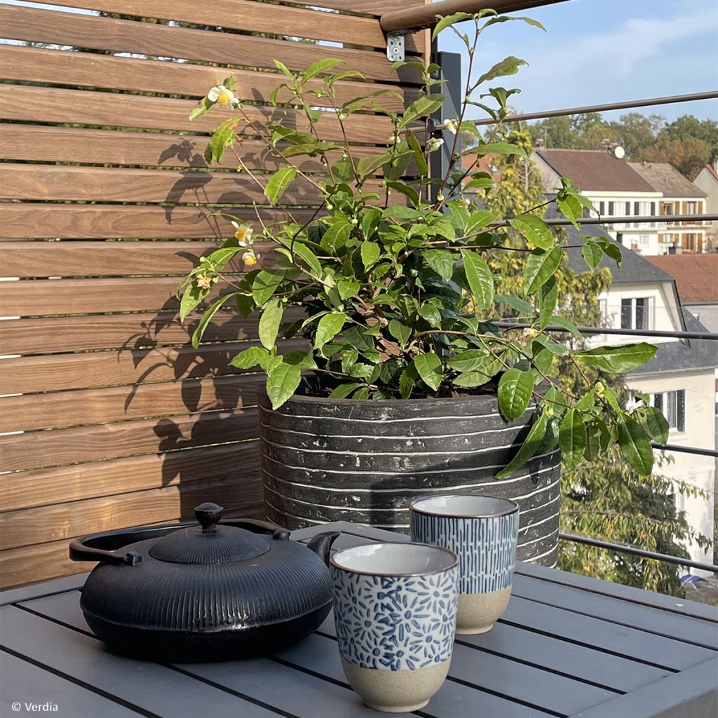 Planta de té Théojardin