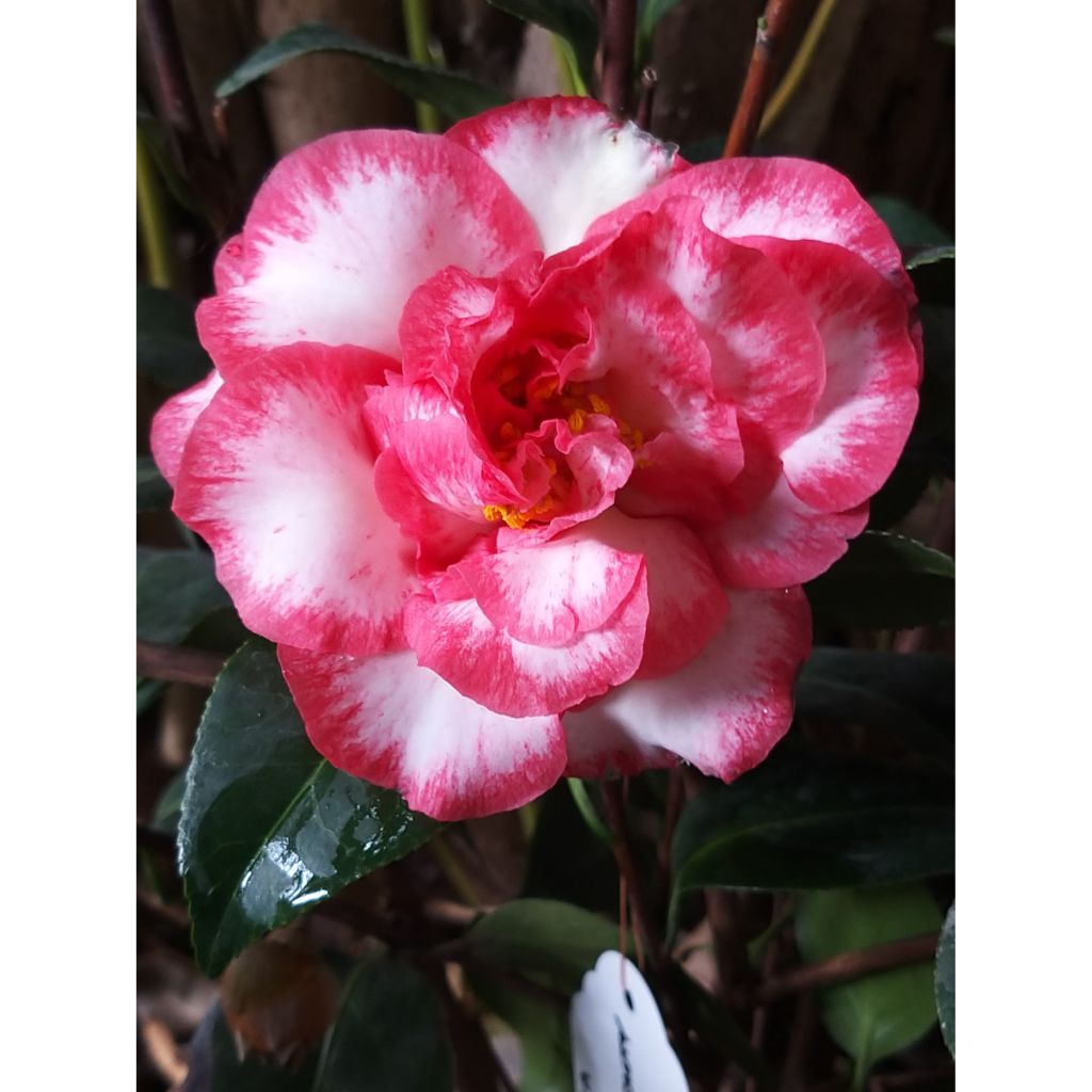 Camellia Betty's Beauty