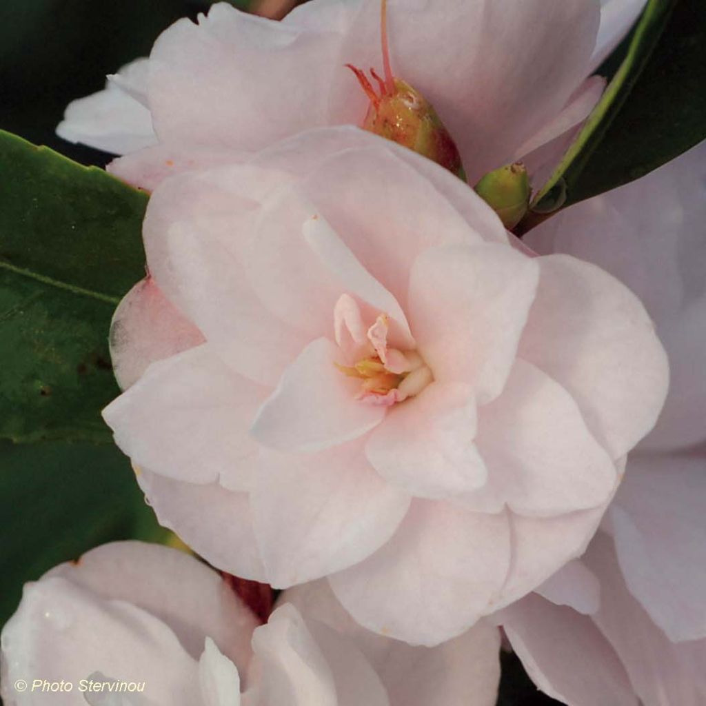 Camellia Cinnamon Cindy