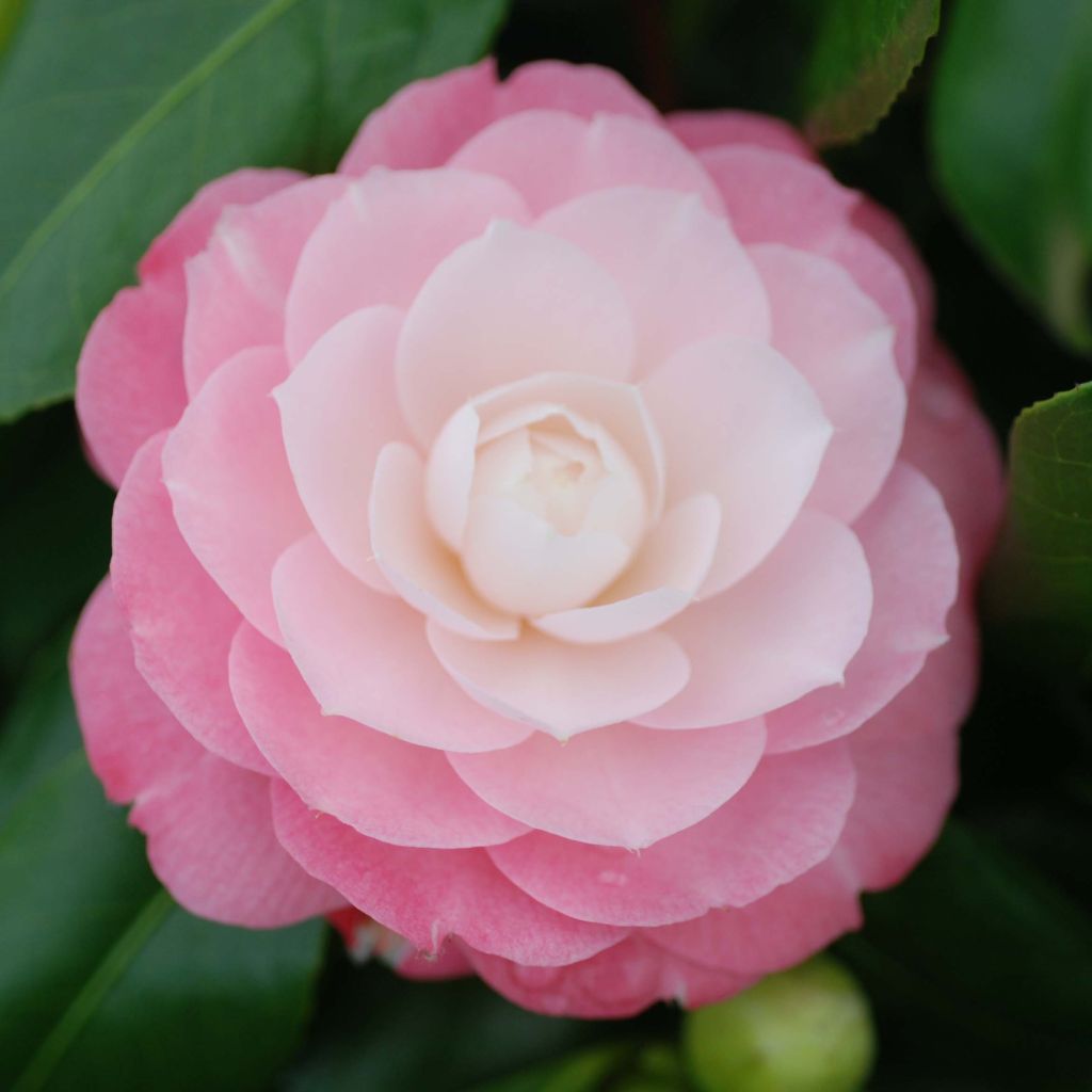 Camellia japonica Sweet Olive