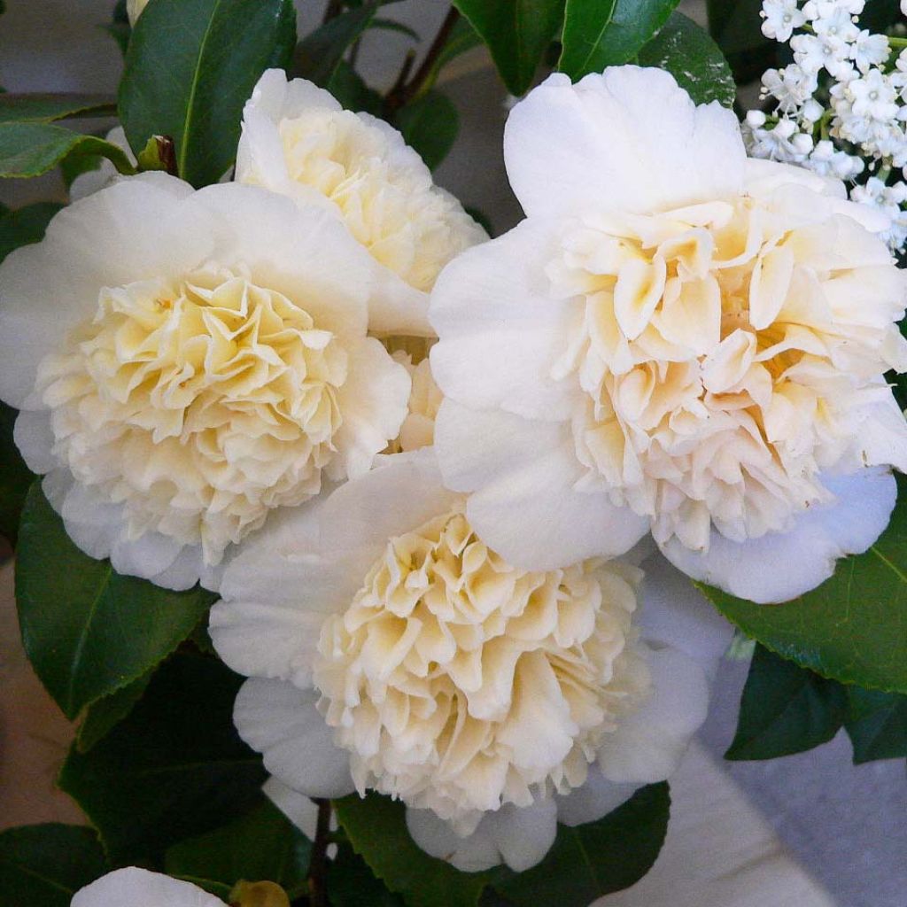 Camellia japonica Jury's Yellow