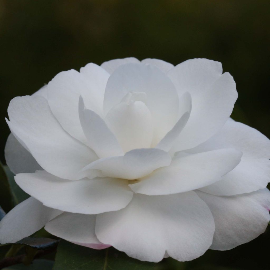 Camellia sasanqua Early Pearly - Camelia de otoño