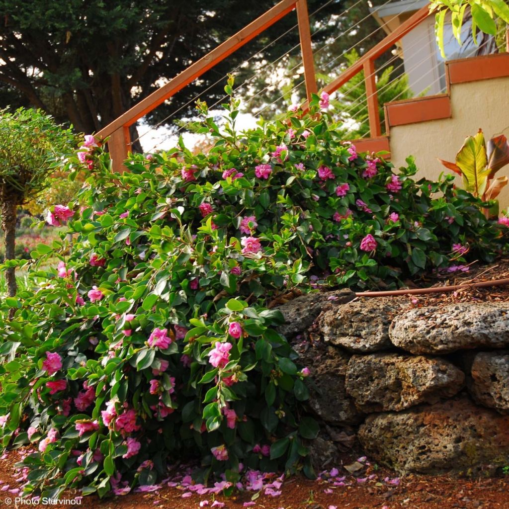 Camellia sasanqua Waterfall Pink - Camelia de otoño