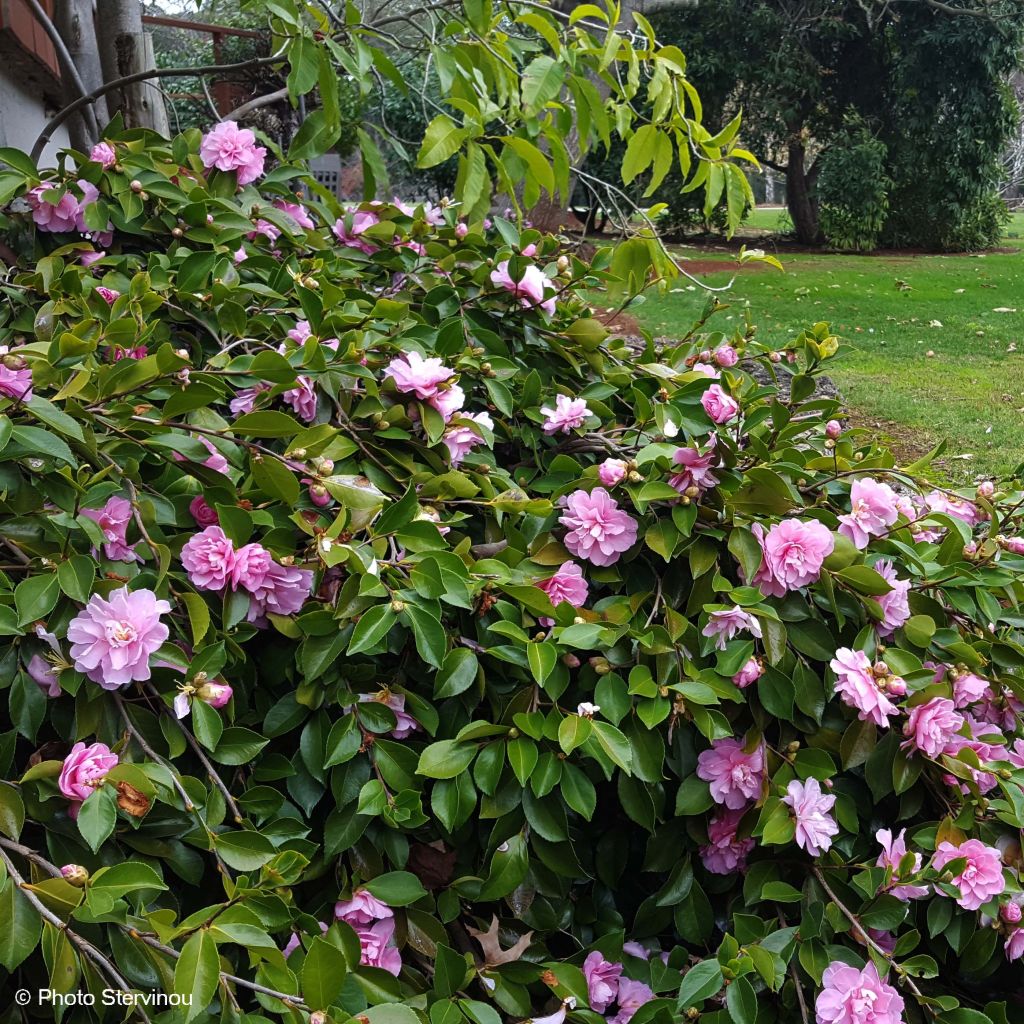 Camellia sasanqua Waterfall Pink - Camelia de otoño