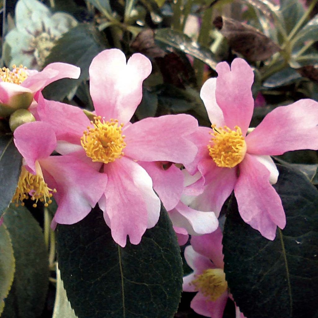 Camellia sasanqua Yume - Camelia de otoño