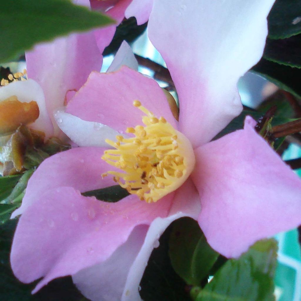 Camellia sasanqua Yume - Camelia de otoño