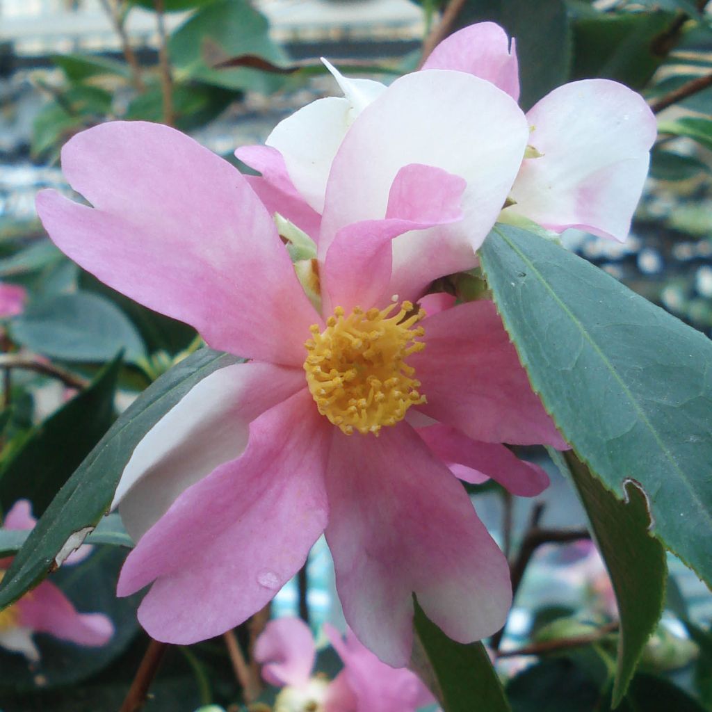 Camellia sasanqua Yume - Camelia de otoño