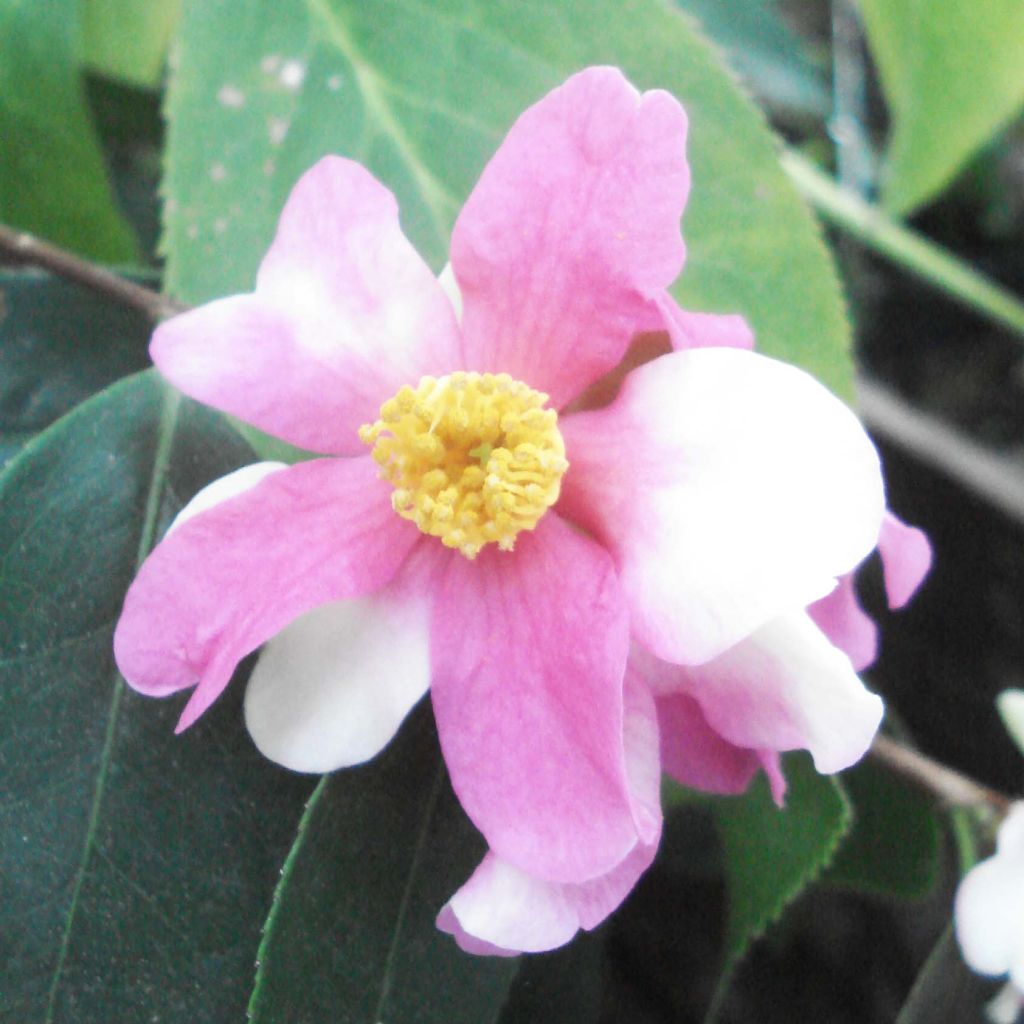 Camellia sasanqua Yume - Camelia de otoño