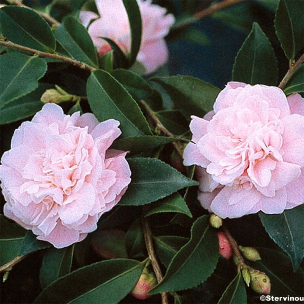 Camellia lutchuensis Sweet Emily Kate