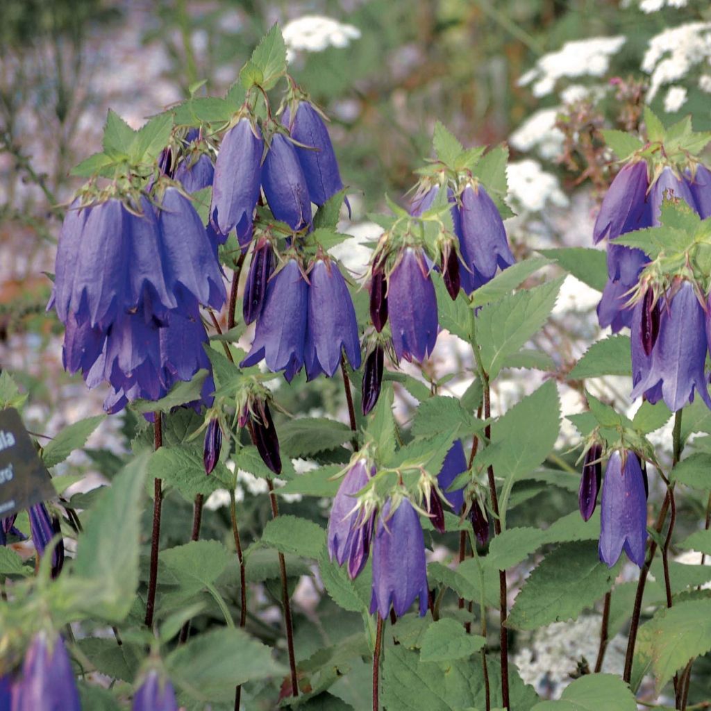 Campanula Sarastro