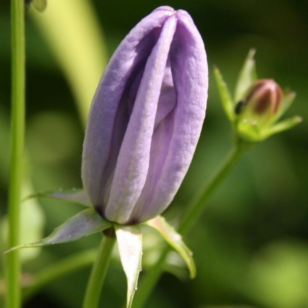 Campanula carpaticas