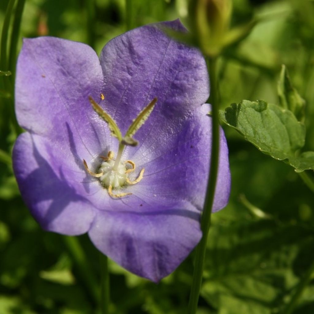 Campanula carpaticas