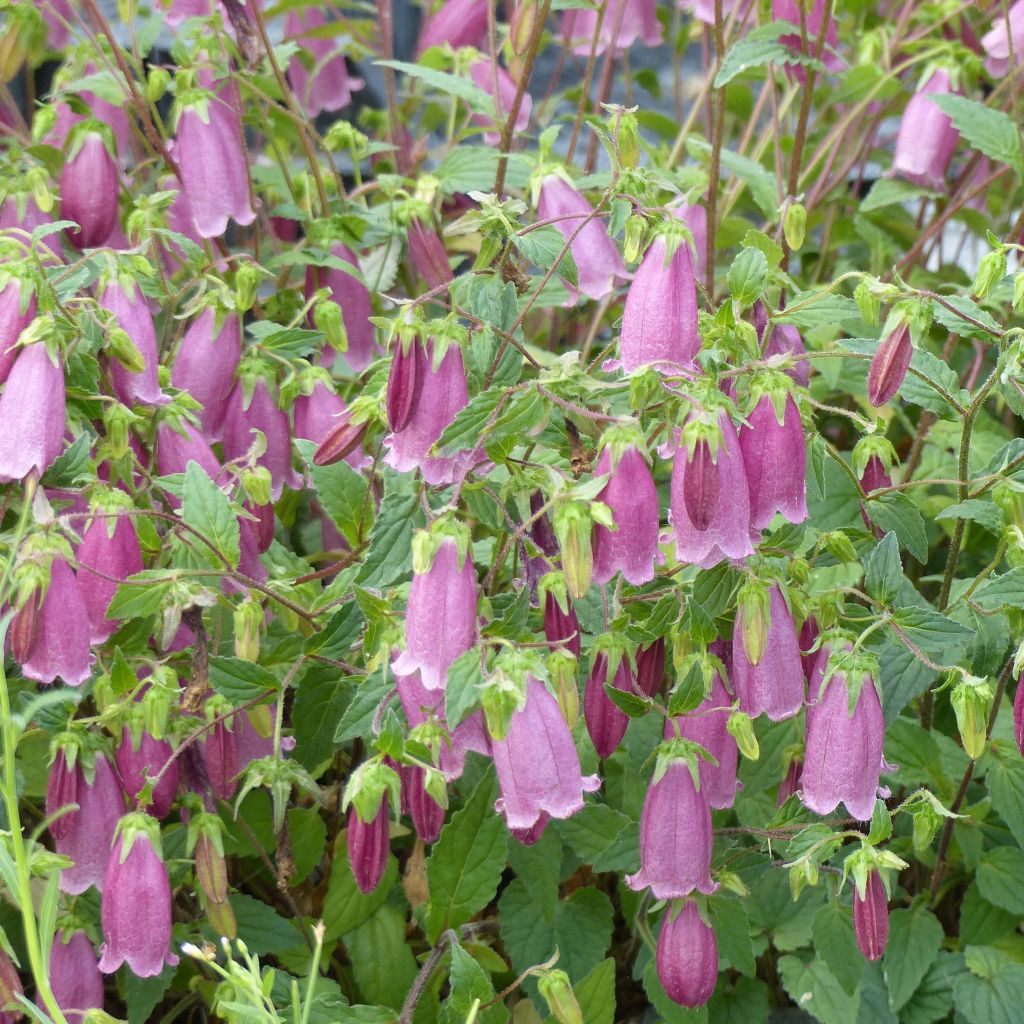 Campanula takesimana Ringsabell Mulberry Rose