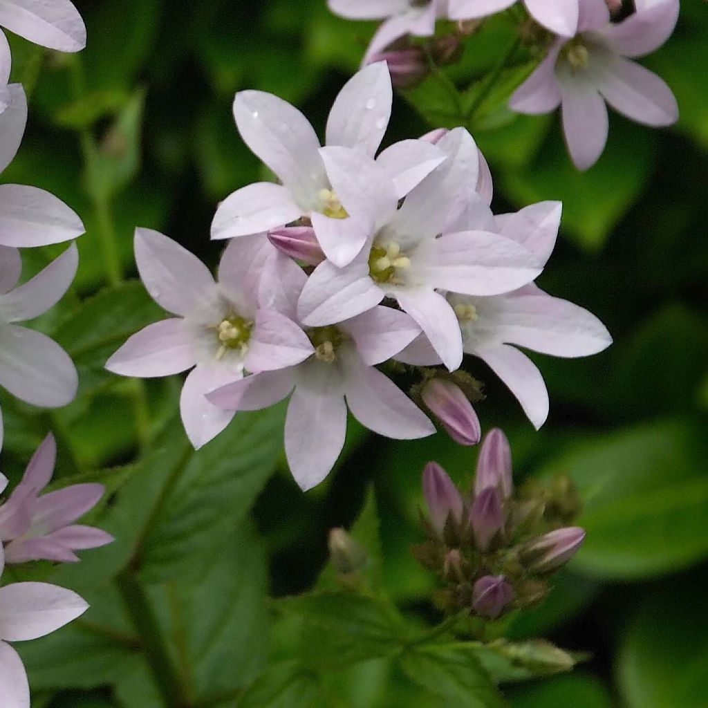 Campanule lactiflora Loddon Anna