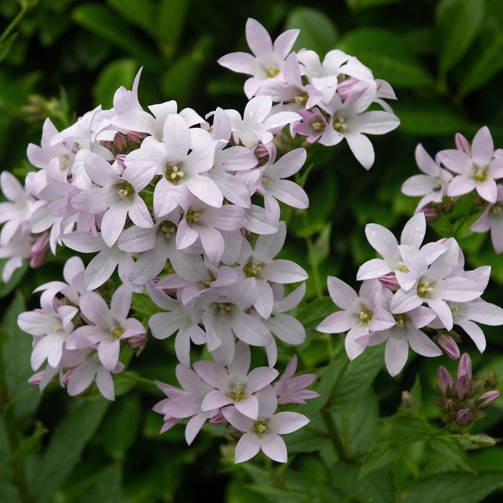 Campanule lactiflora Loddon Anna