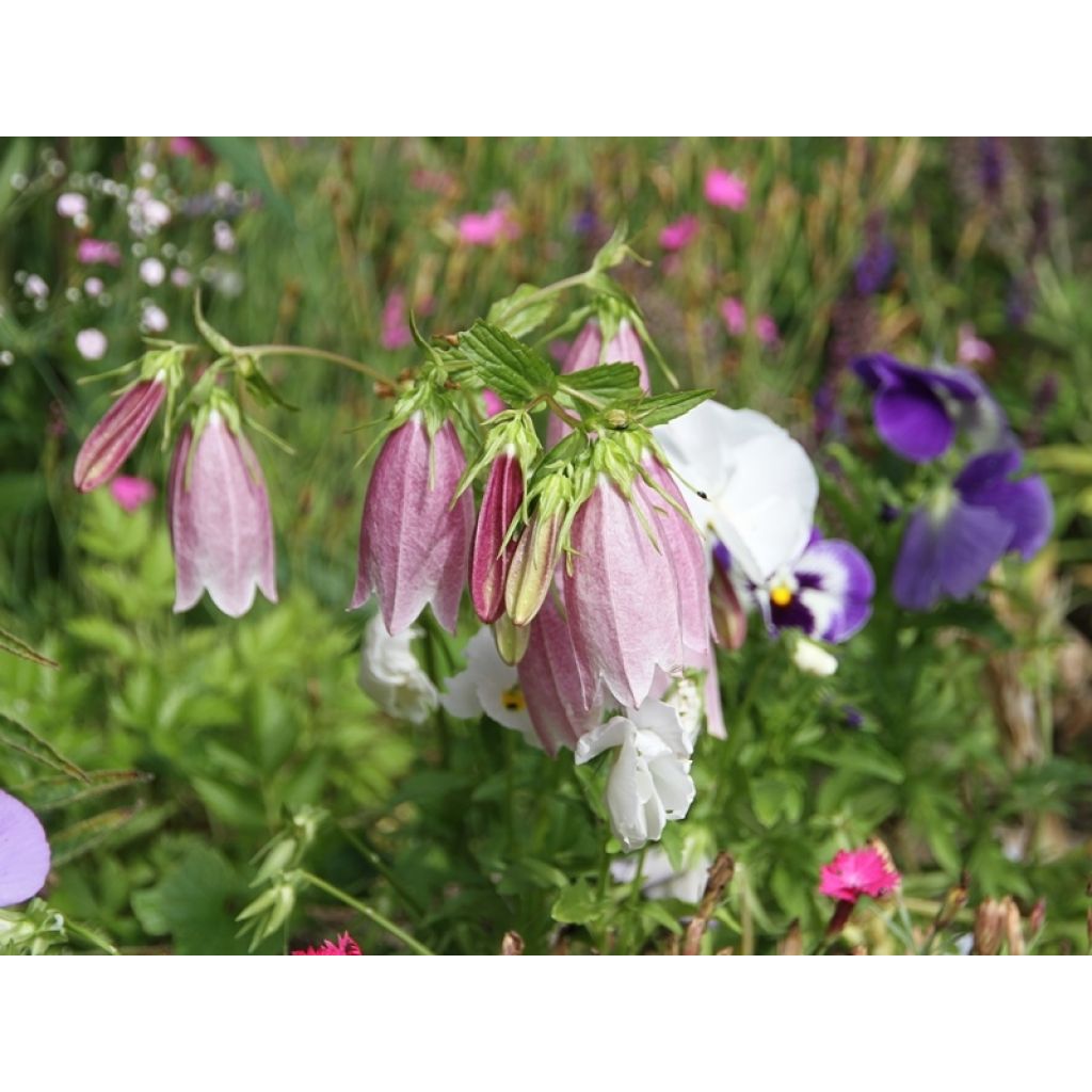 Campanula takesimana Elisabeth