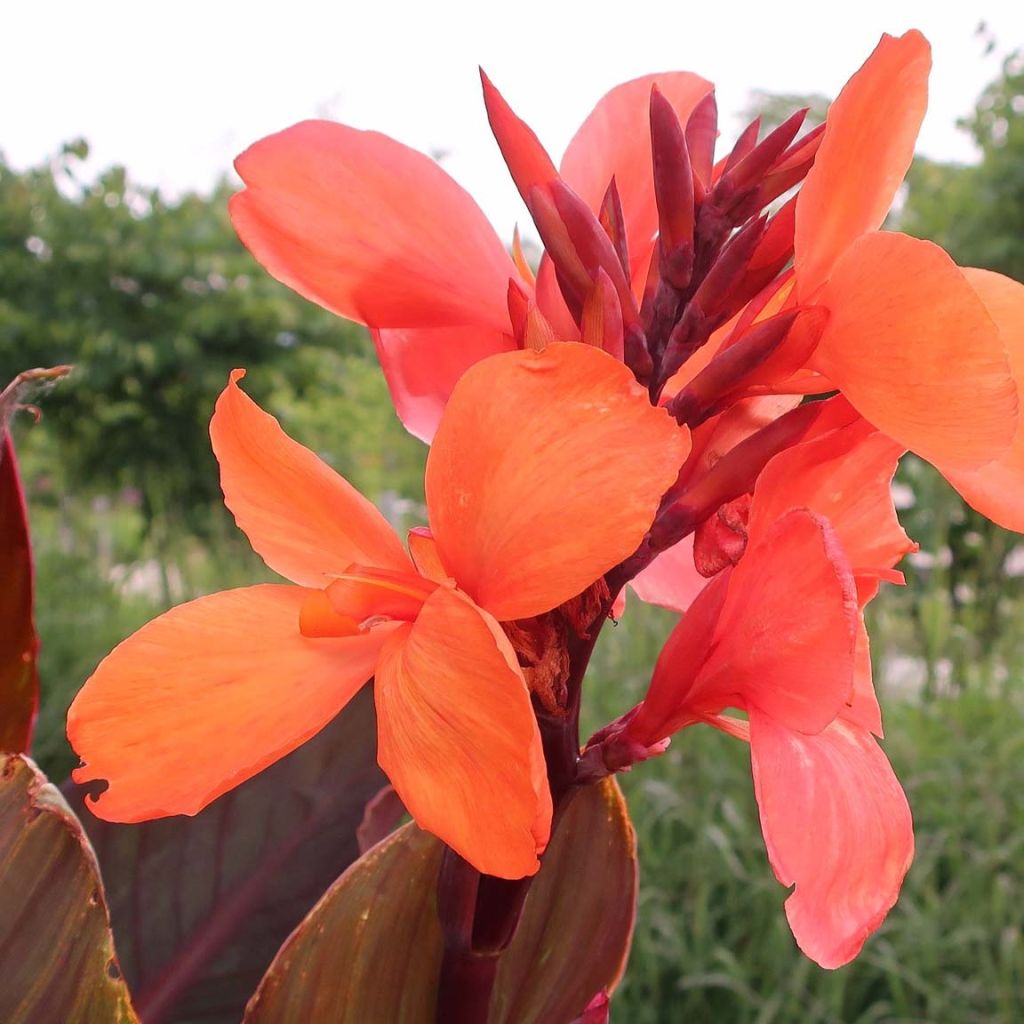 Canna indica Angelique - Caña de las Indias