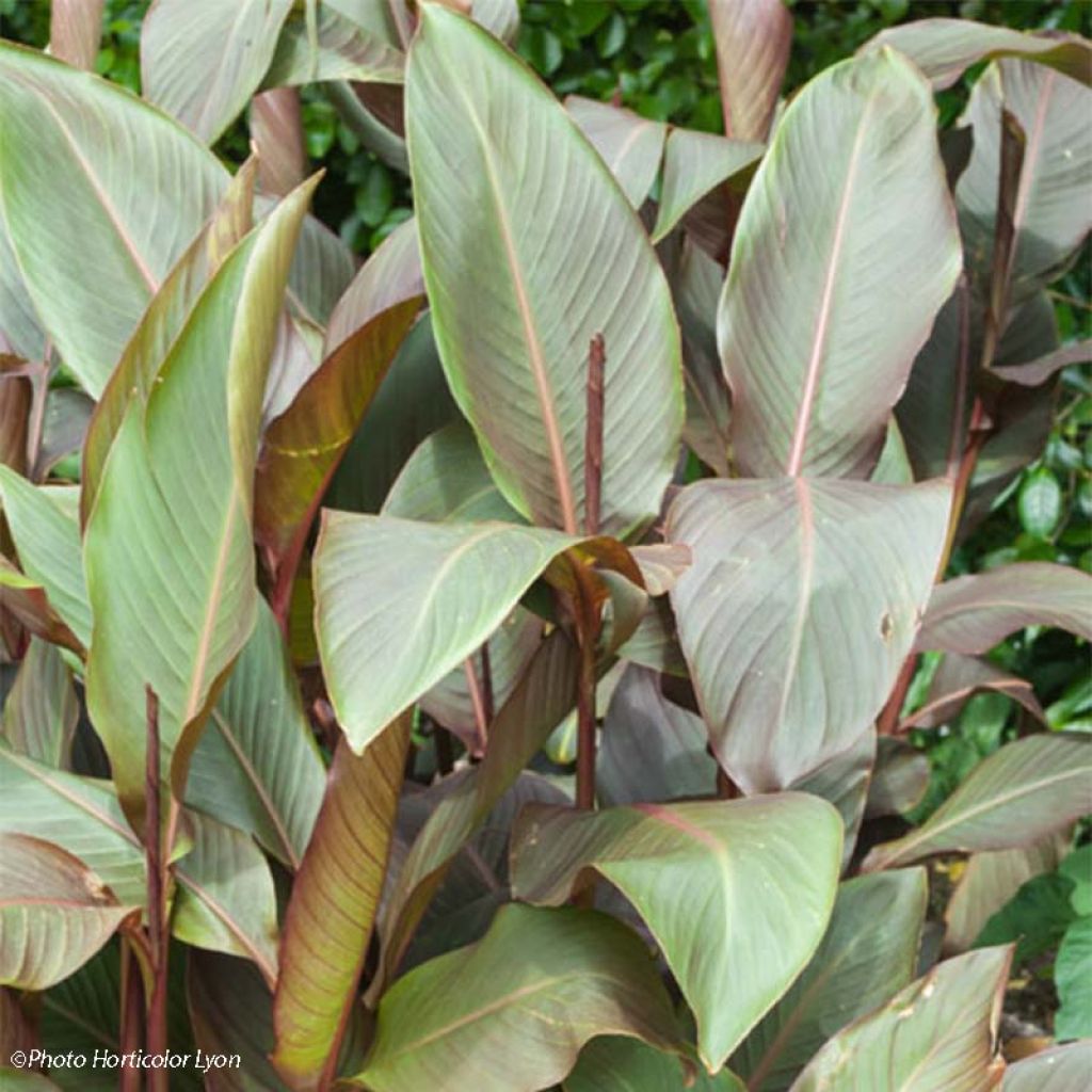 Canna indica Purpurea - Caña de las Indias