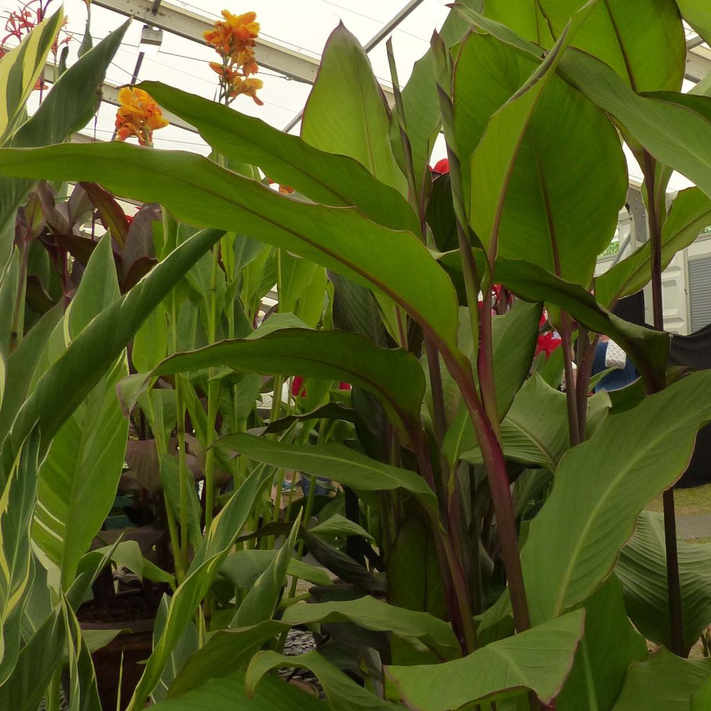 Canna musaefolia Musaefolia -