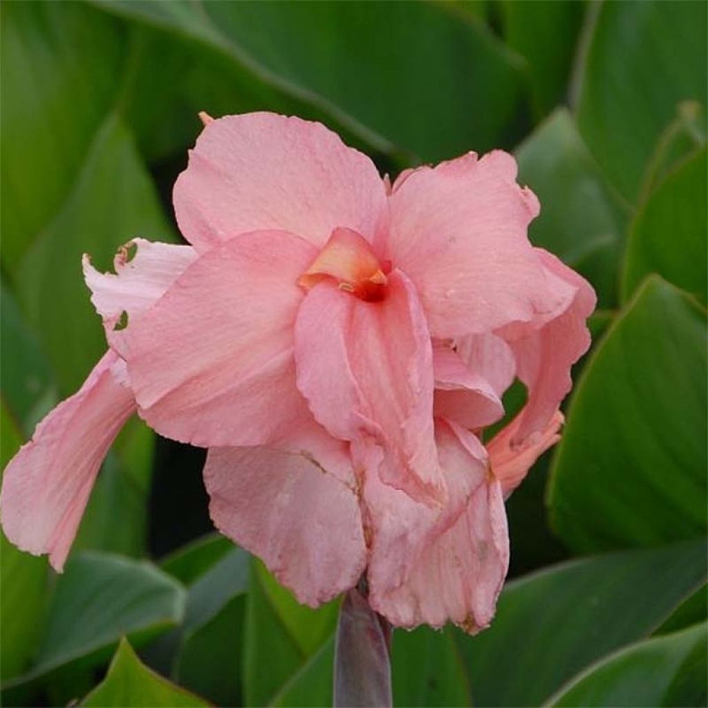 Canna indica Pink President - Caña de las Indias