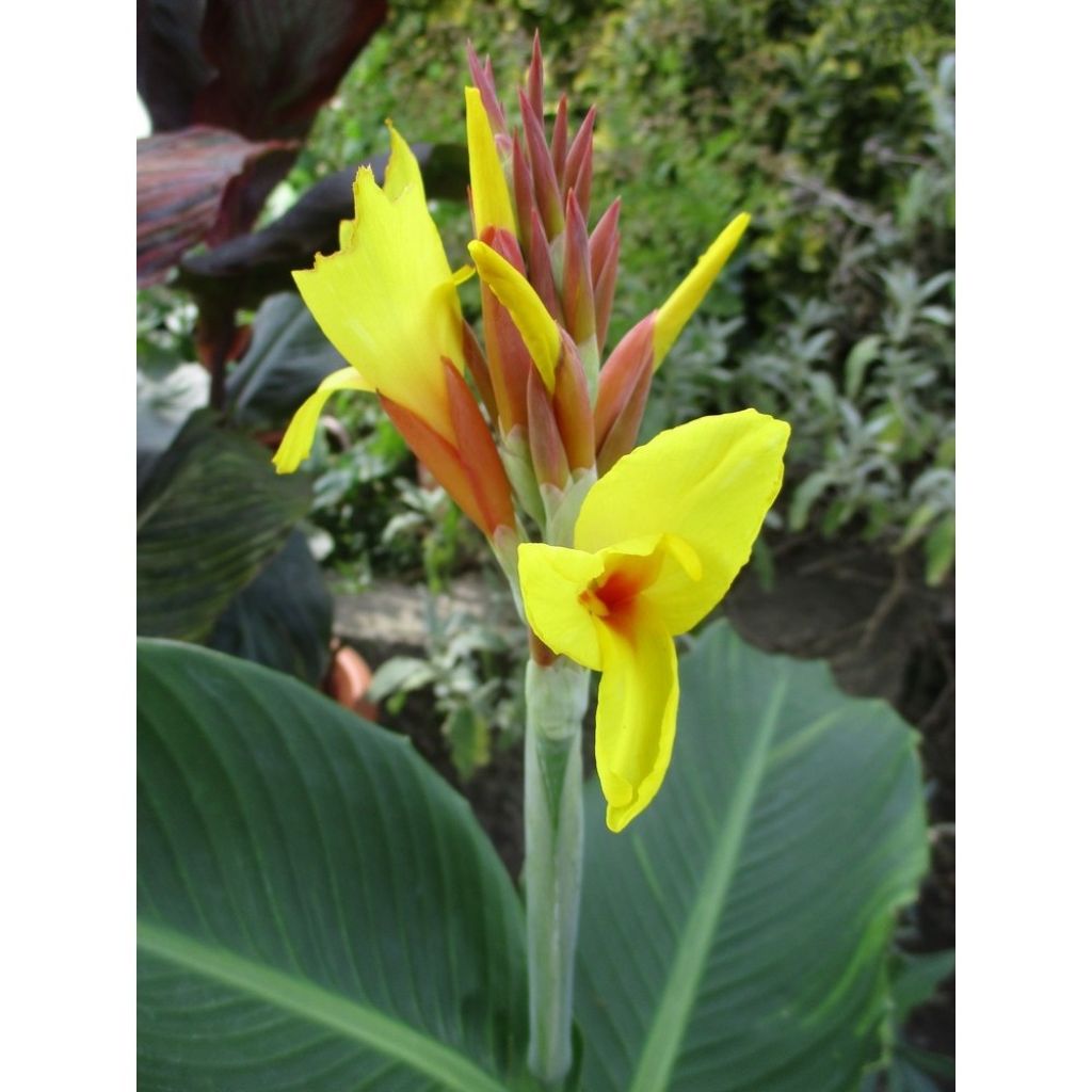 Canna Talisman - Caña de las Indias