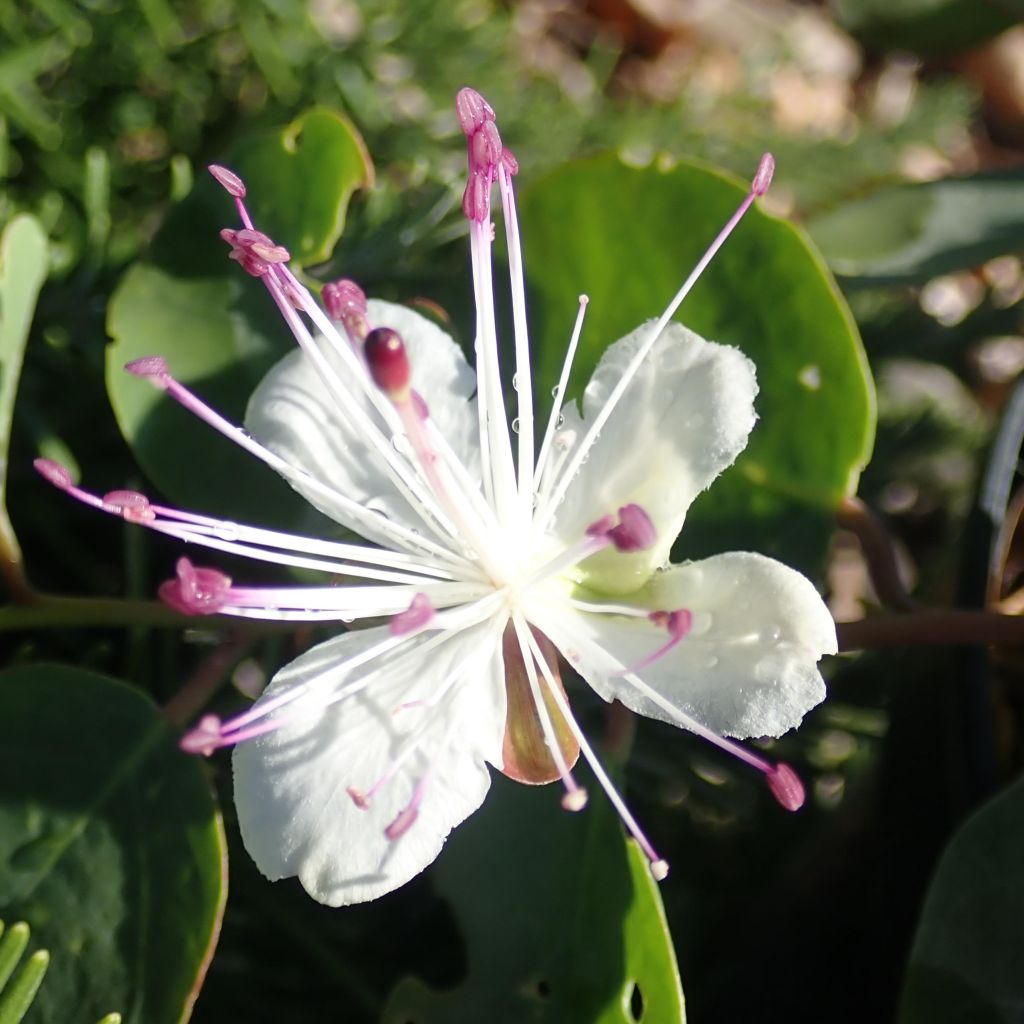 Capparis spinosa Inermis - Alcaparra