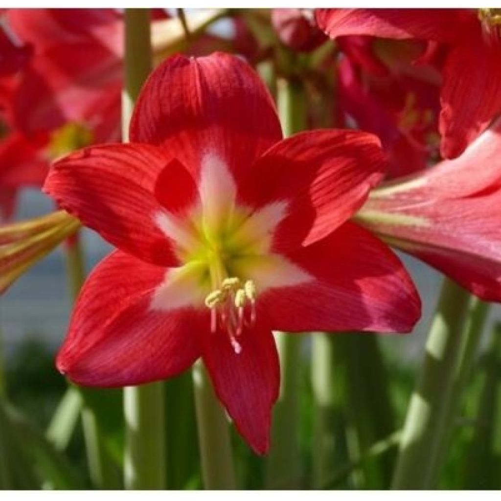 Amaryllis Striped Garden - Hippeastrum