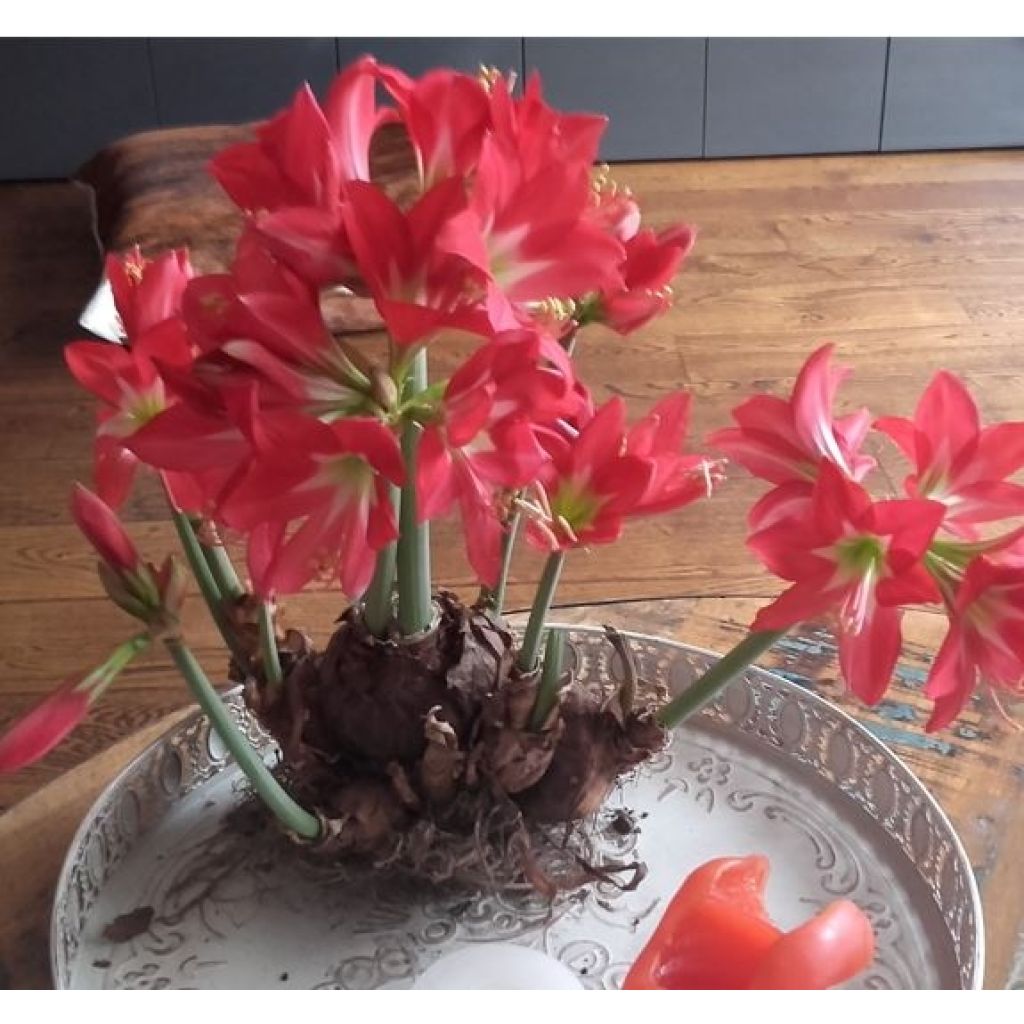 Amaryllis Striped Garden - Hippeastrum