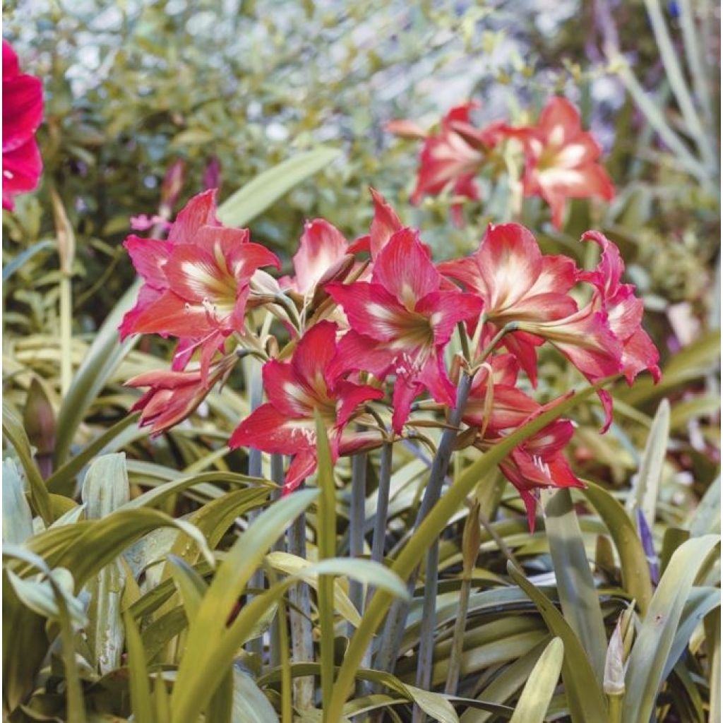 Amaryllis Striped Garden - Hippeastrum