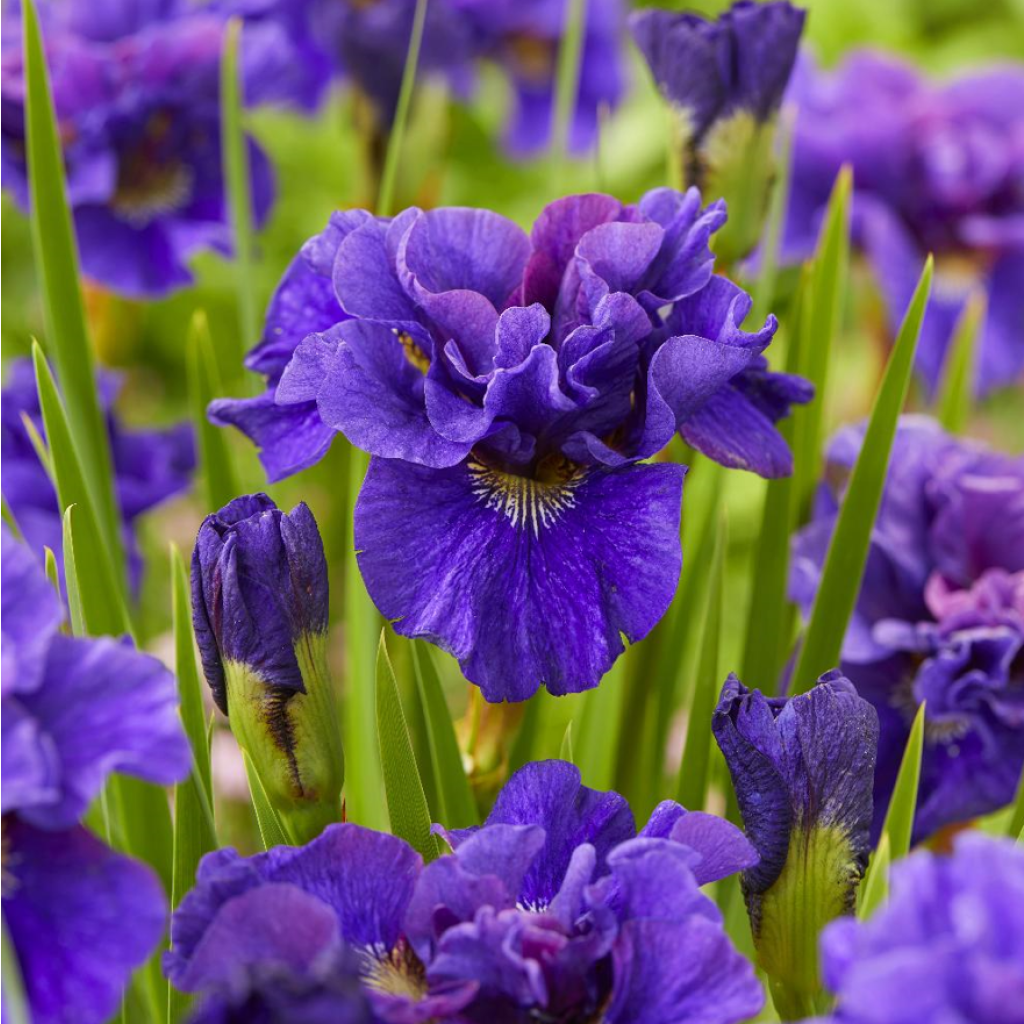 Lirio de Siberia Concord Crush - Iris sibirica