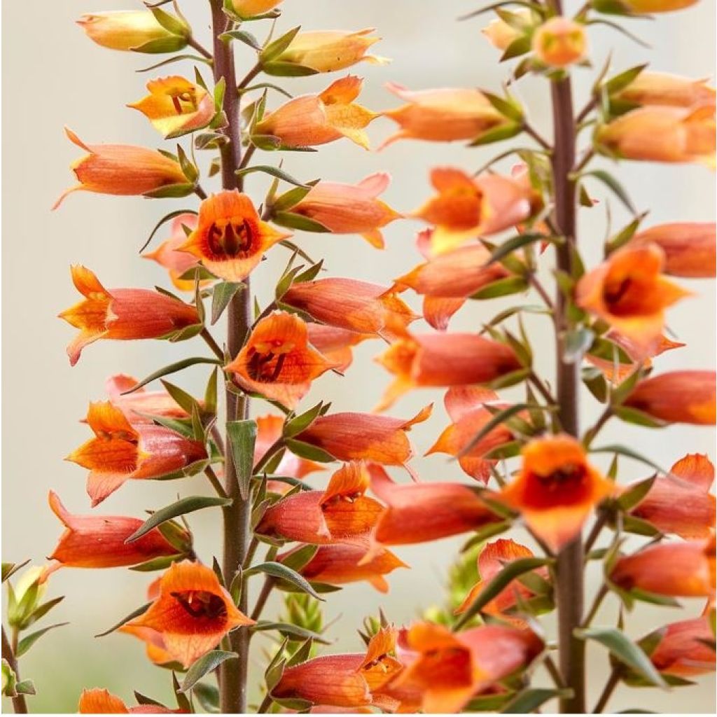 Digitalis Firecracker - Digital