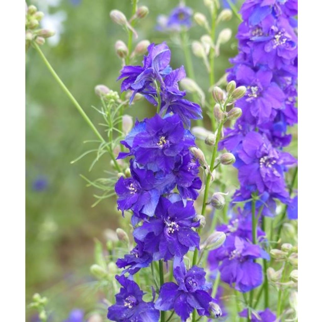 Espuela de caballero - Delphinium consolida DelQIS White Blue Edge