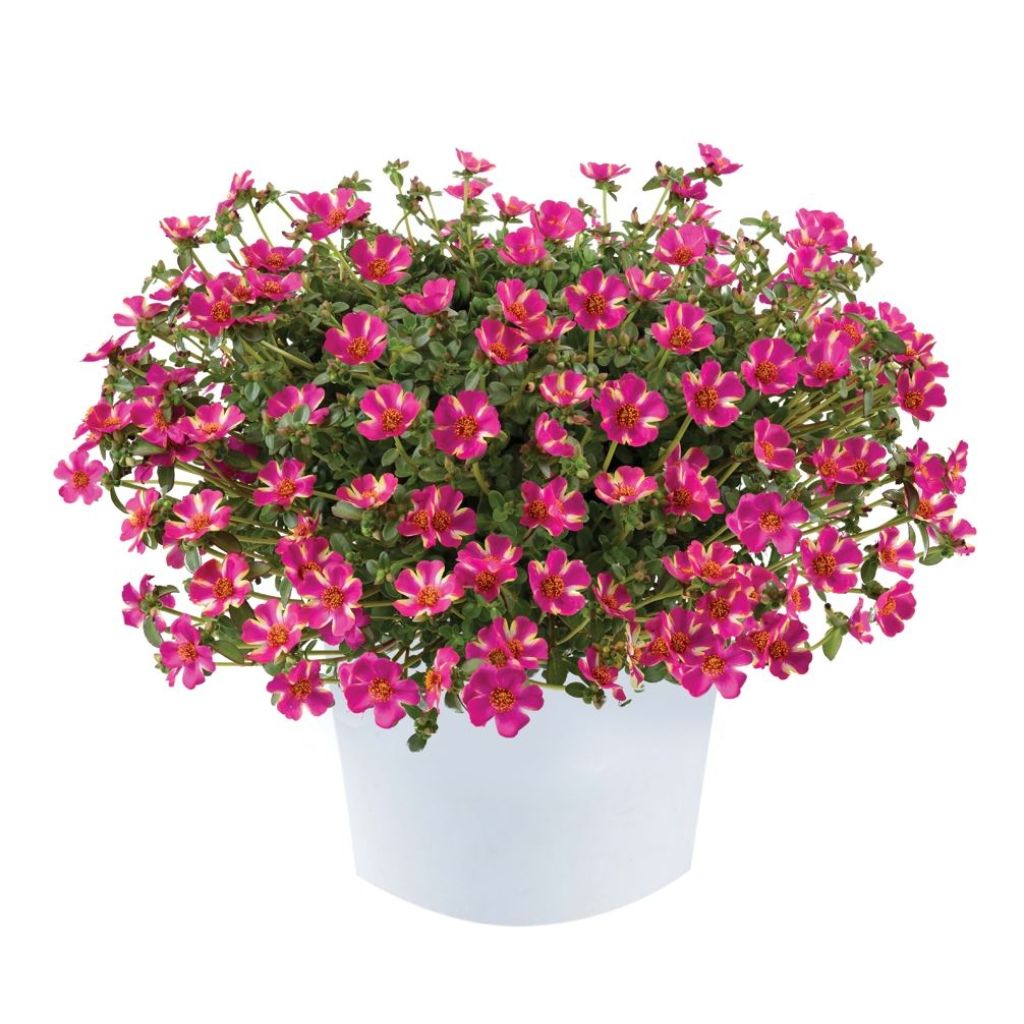 Portulaca oleracea Campino Twist Pink