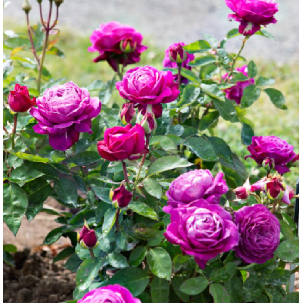 Rosa polyantha Heidi Klum - Rosal de flores agrupadas