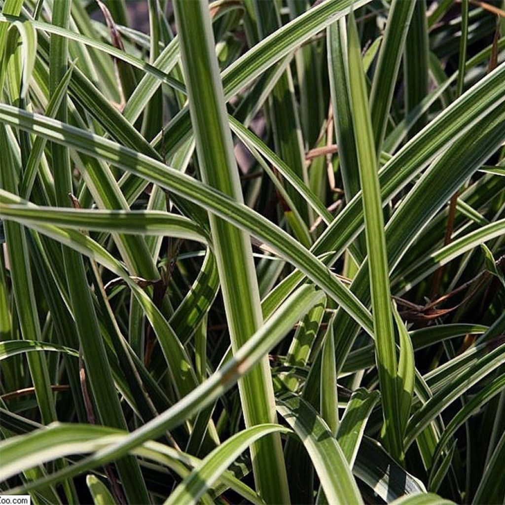 Carex morrowii Variegata