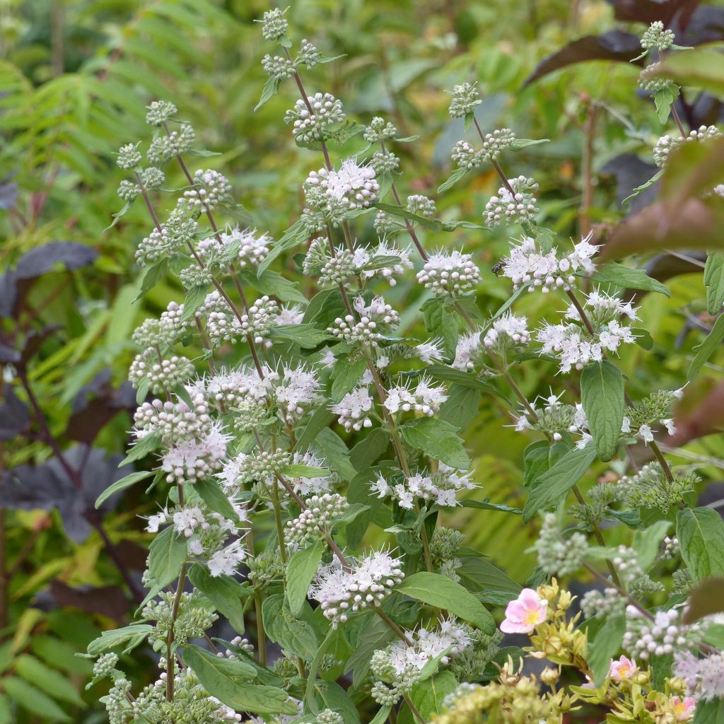 Caryopteris clandonensis Pink Perfection