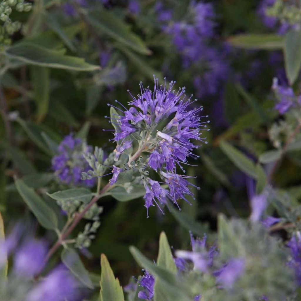 Caryopteris clandonensis Ferndown