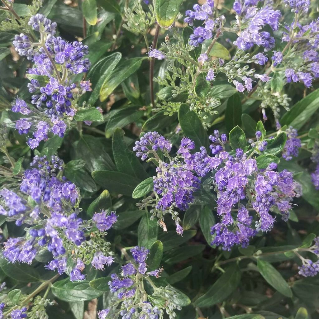 Caryopteris clandonensis Petit Bleu