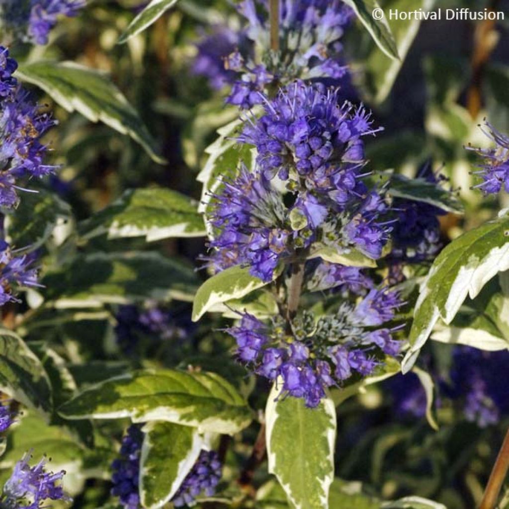 Caryopteris clandonensis White Surprise