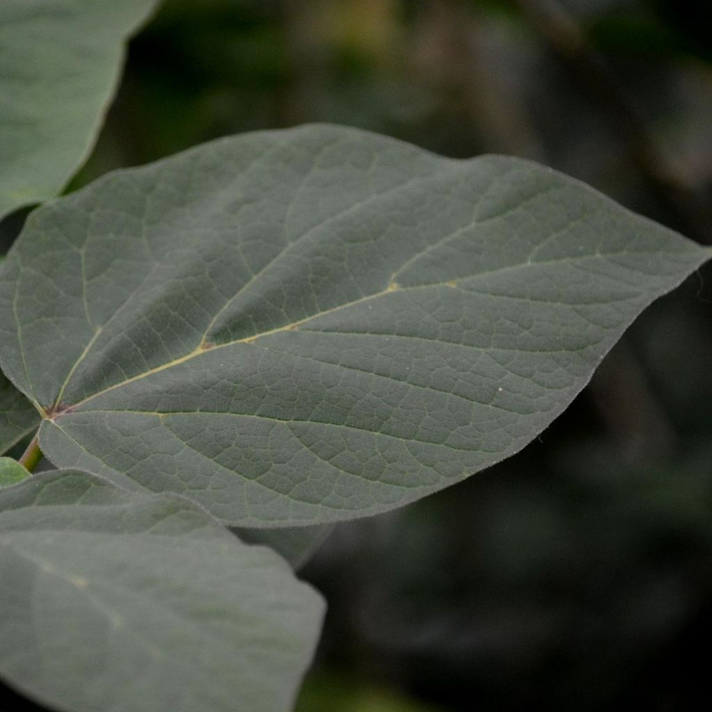 Catalpa erubescens Purpurea