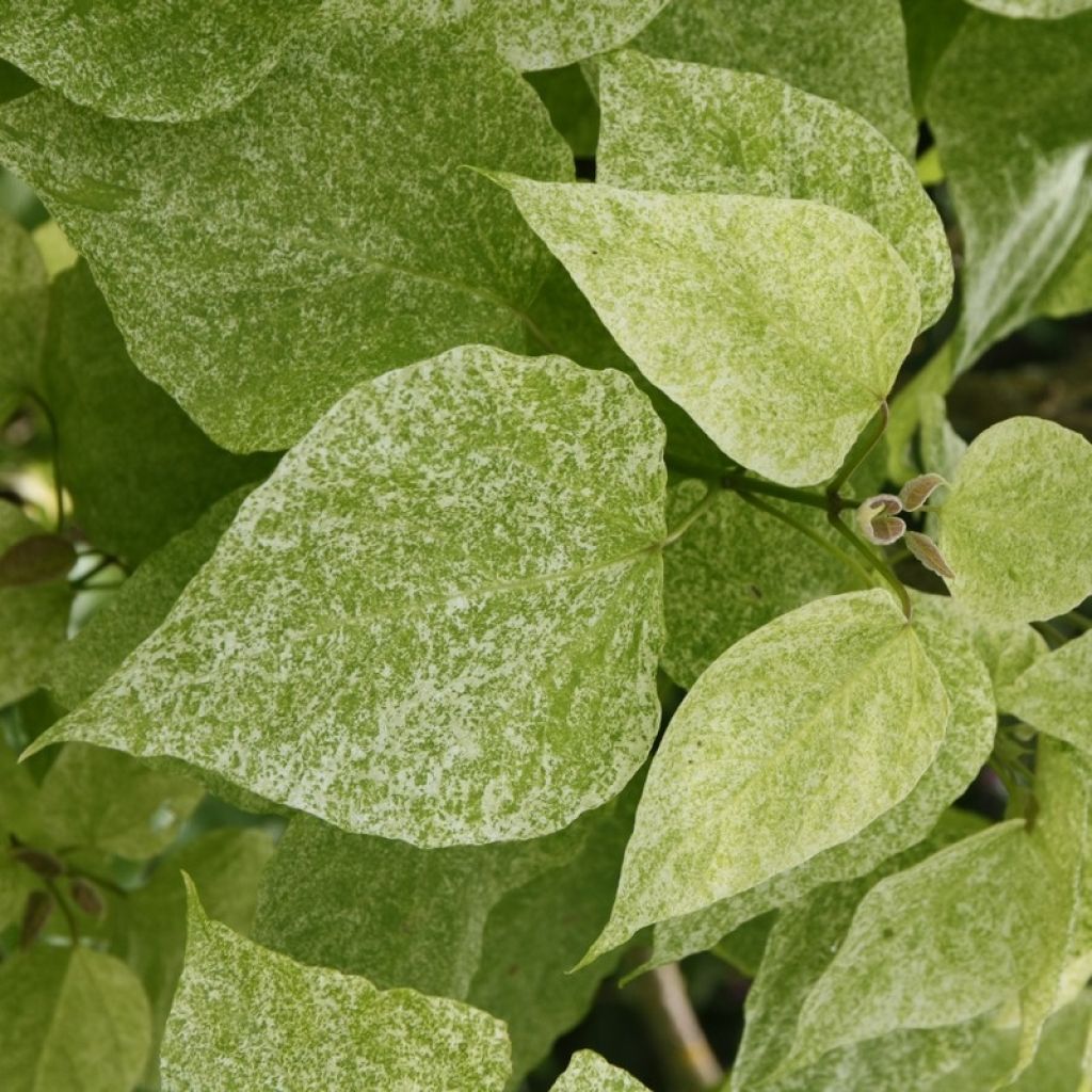 Catalpa speciosa pulverulenta