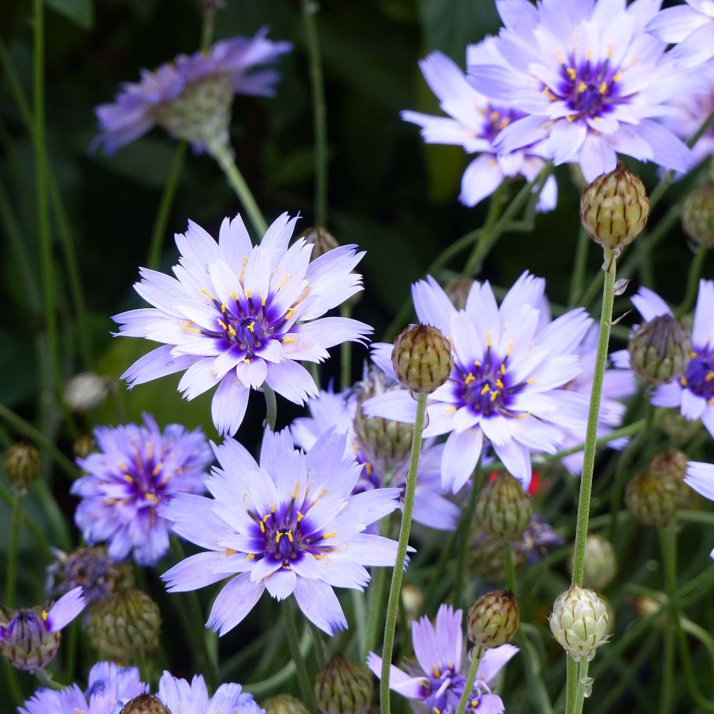 Catananche caerulea - Flecha de cupido