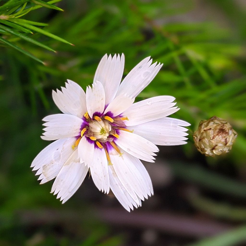 Catananche caerulea Alba