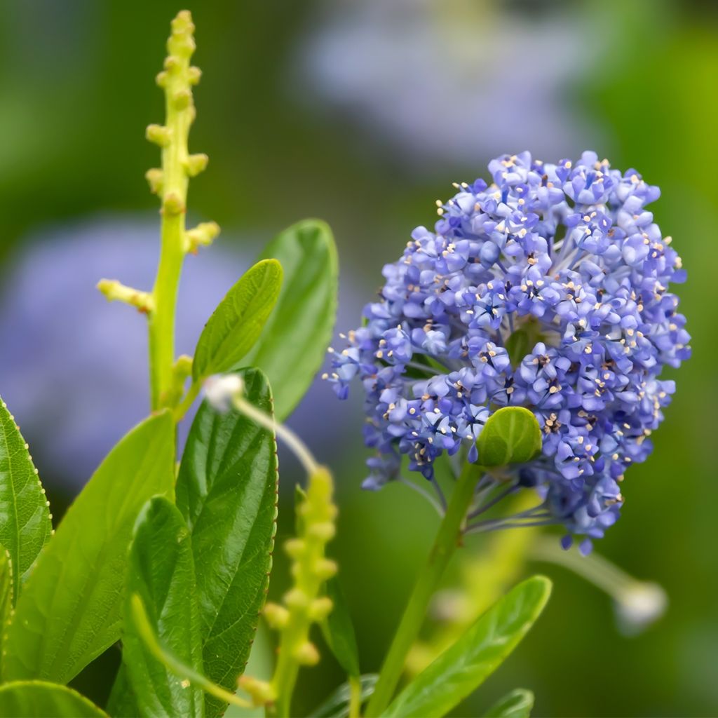 Ceanoto Autumnal Blue