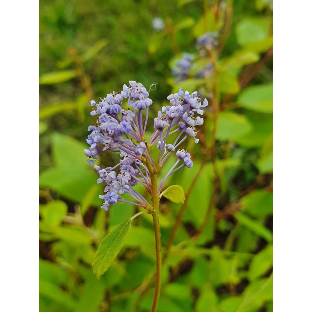 Ceanoto pallidus Marie Blue