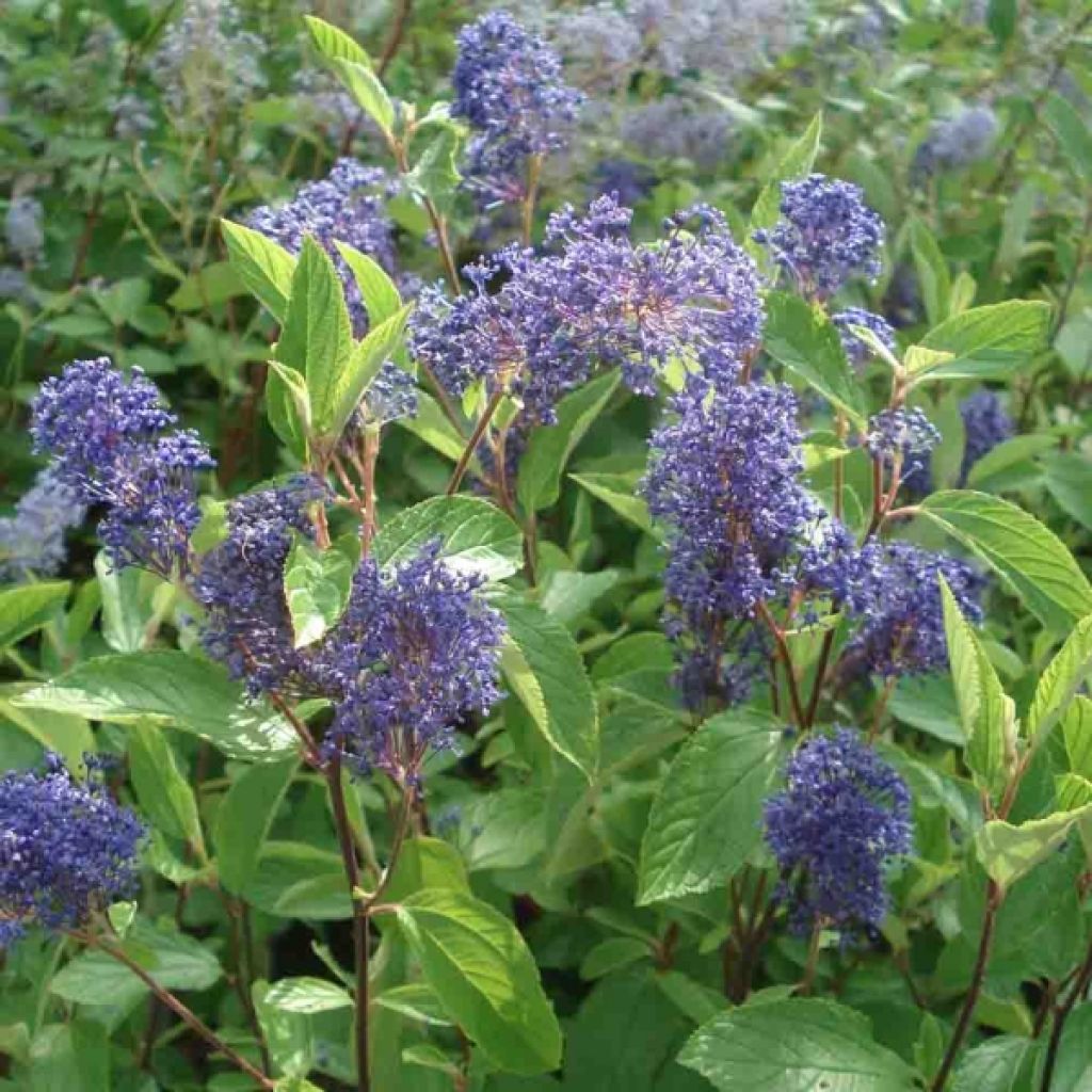 Céanothe Henri Desfossé - Lilas de Californie