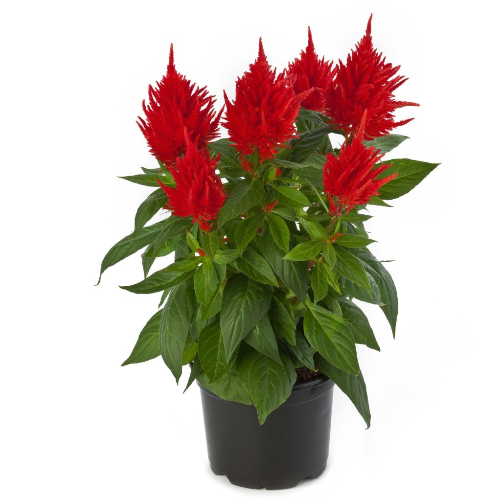 Celosia argentea var. plumosa Kelos Fire Orange