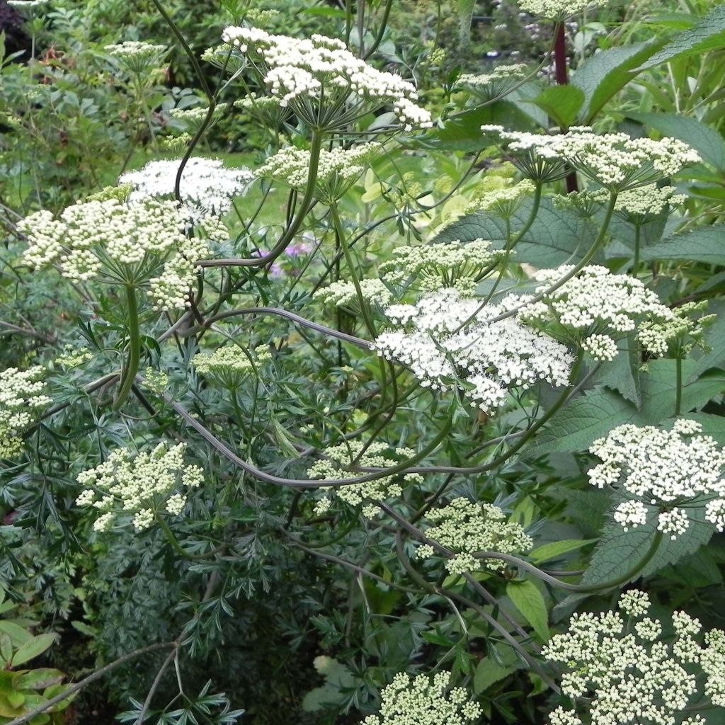 Perejil báltico - Cenolophium denudatum